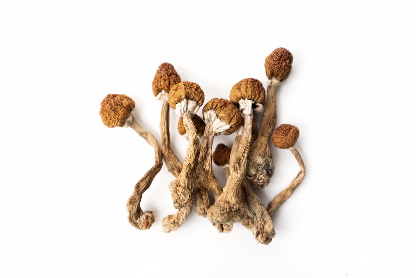 order magic mushrooms online