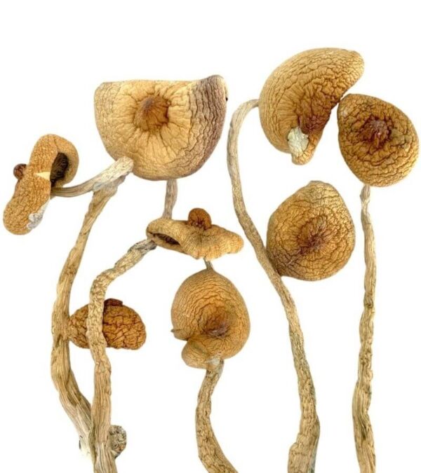 Golden Teacher Magic Mushrooms for sale UK