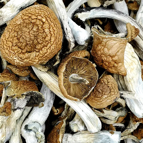 psilocybin mushrooms for sale