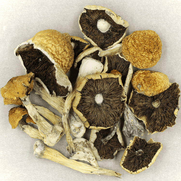 “Magic Mushrooms,” Psilocybin and Mental Health