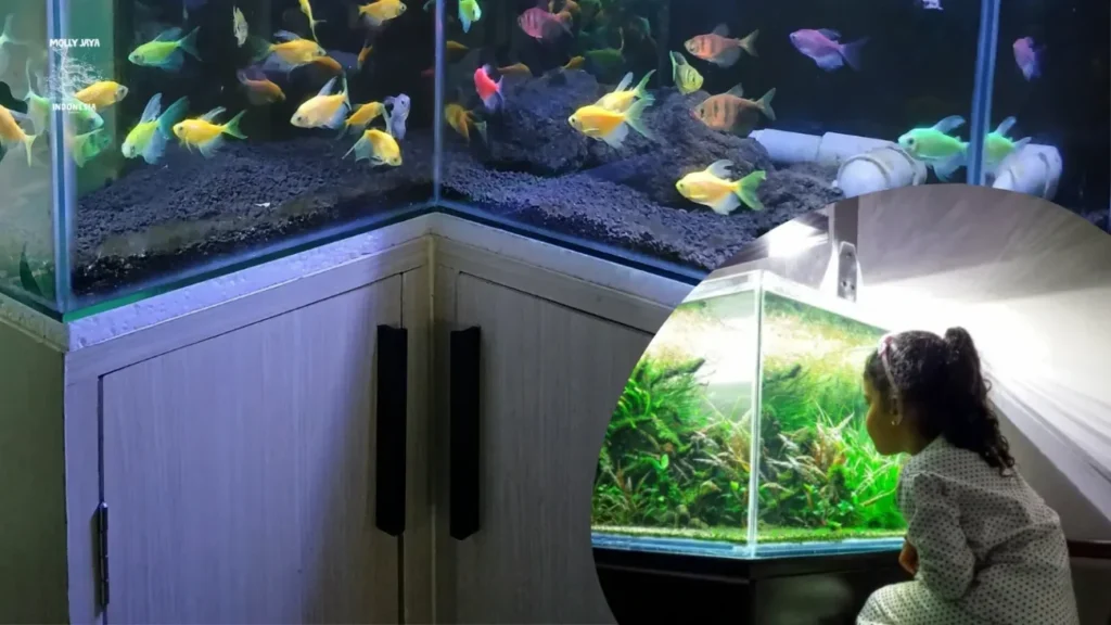 Mengapa Memelihara Ikan Akuarium Bisa Menenangkan Pikiran
