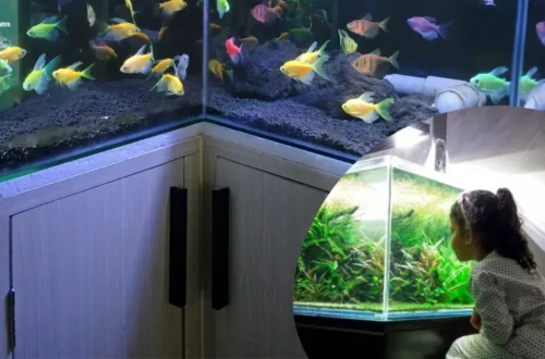 Mengapa Memelihara Ikan Akuarium Bisa Menenangkan Pikiran