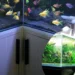 Mengapa Memelihara Ikan Akuarium Bisa Menenangkan Pikiran