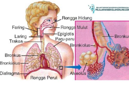 pernapasan hidung untuk kesehatan paru-paru