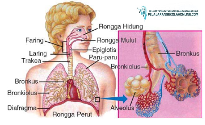 pernapasan hidung untuk kesehatan paru-paru