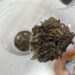 Aroma Daun Teh Kering
