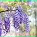 aroma bunga segar