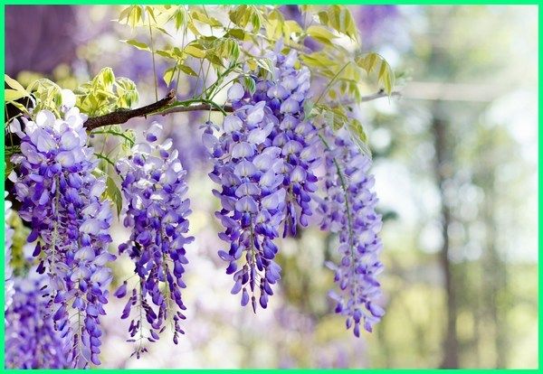 aroma bunga segar