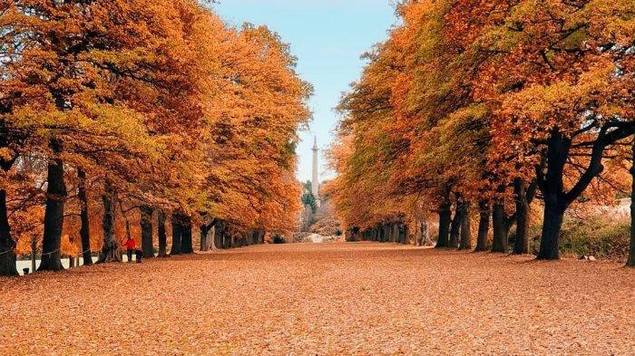 mendengar suara daun gugur