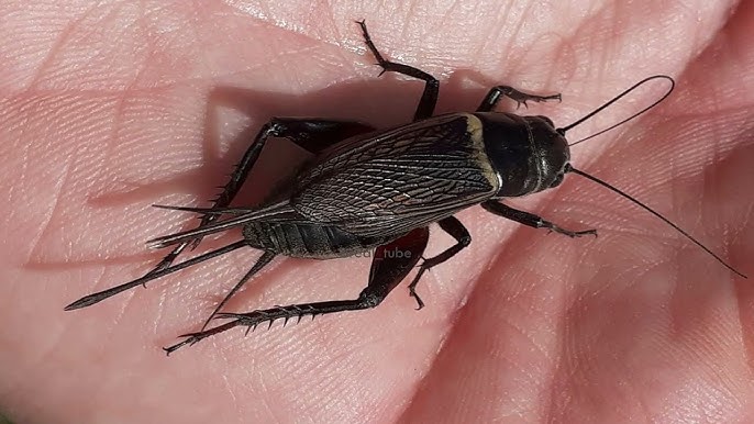 suara jangkrik malam